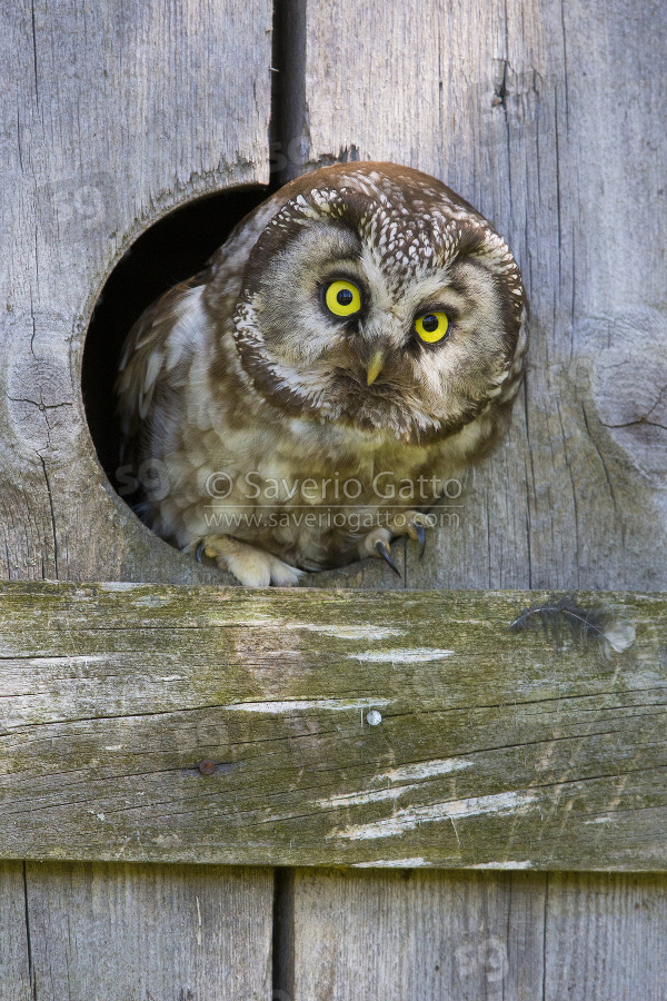 Boreal Owl